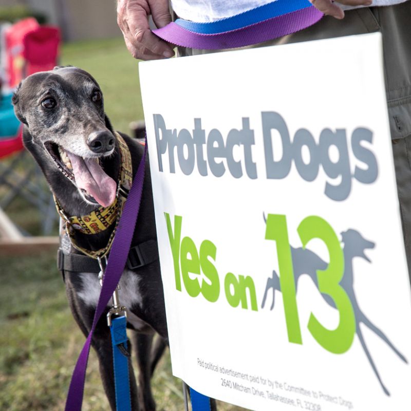 a greyhound standing next to a Protect Dogs Yes on 13 sign