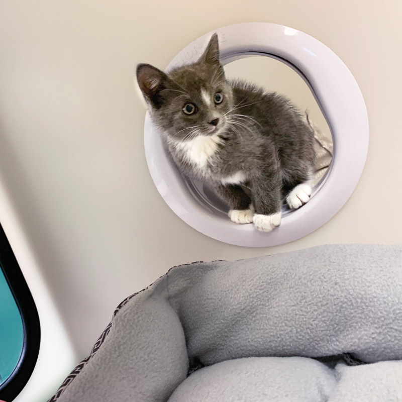 a kitten perched in a cat portal