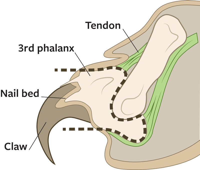 declawing cats diagram