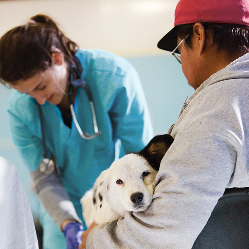 a vet examines a dog sitting on its owner's lap