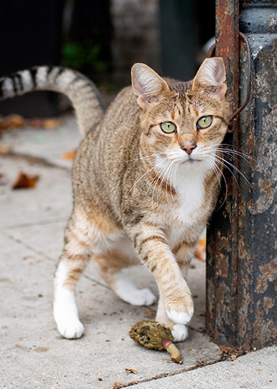 a cat rubbing against a telephone pole