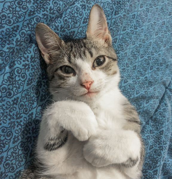 a cat lying on its back on a blue blanket