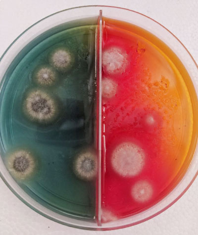 Close up of a ringworm culture