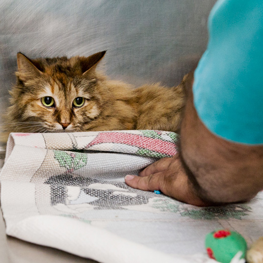 a person cleaning the cage of a timid-looking cat