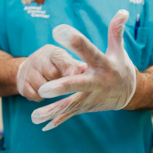 veterinary personnel pulling on disposable gloves