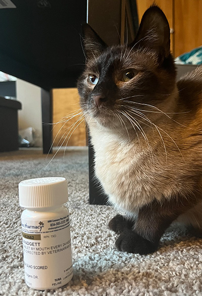 Siamese cat sitting next to a bottle of medicine. 