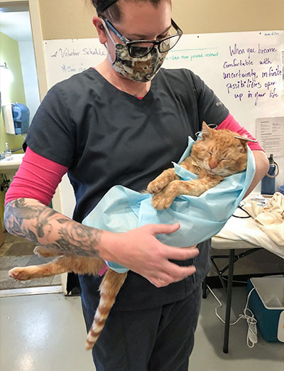 Cat recovery after surgery