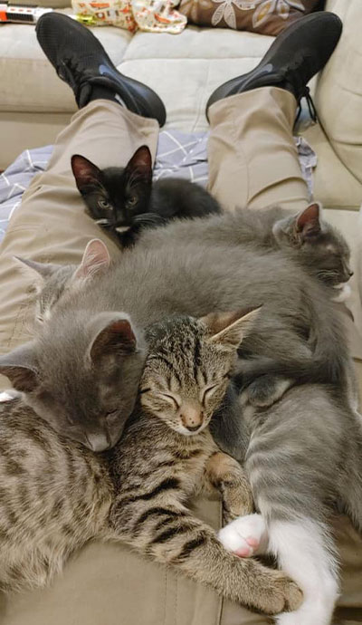 Several cats snuggling on a person's lap, sitting on a couch
