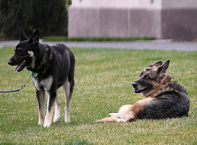 Major and Champ outside, relaxing in the grass.