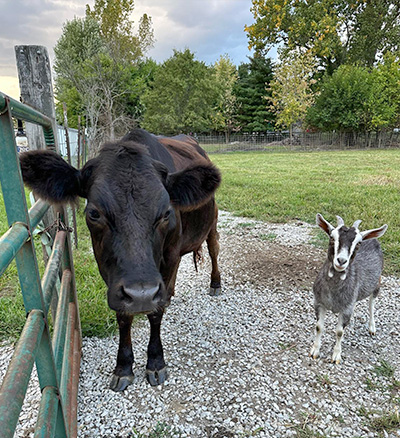 a young cow and a goat