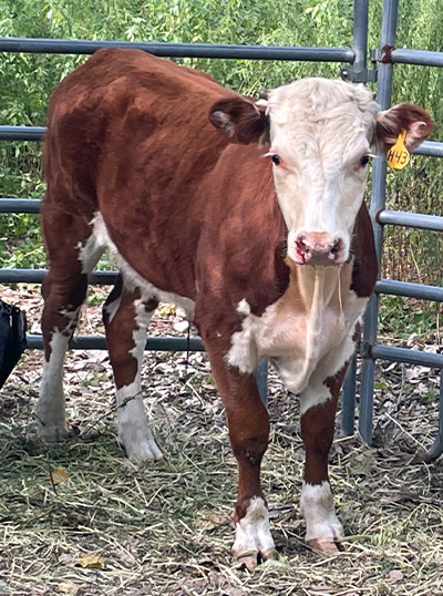 a young steer