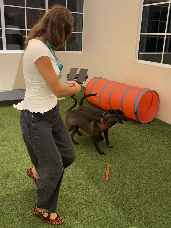 a woman recording two dogs playing with two phones