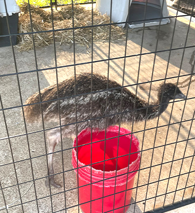 emu in a kennel