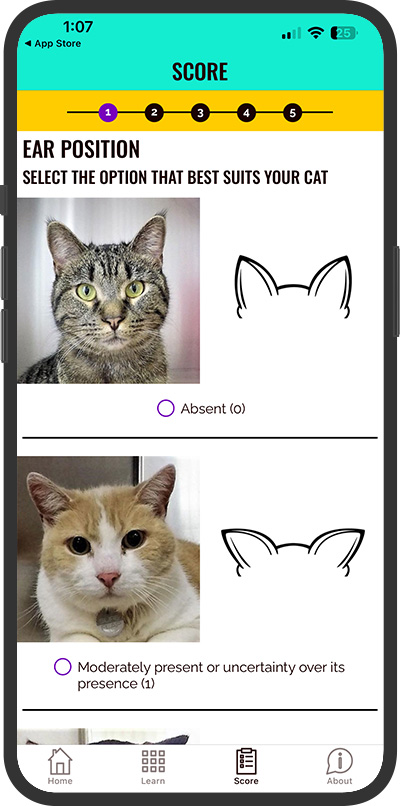 images of different cat ear positions