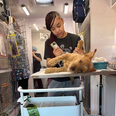 Shaving a dog to prep for surgery