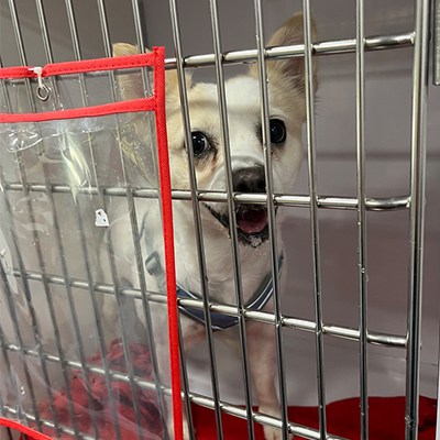 Inside a Fido Fixers mobile clinic, a dog waits inside a cage.