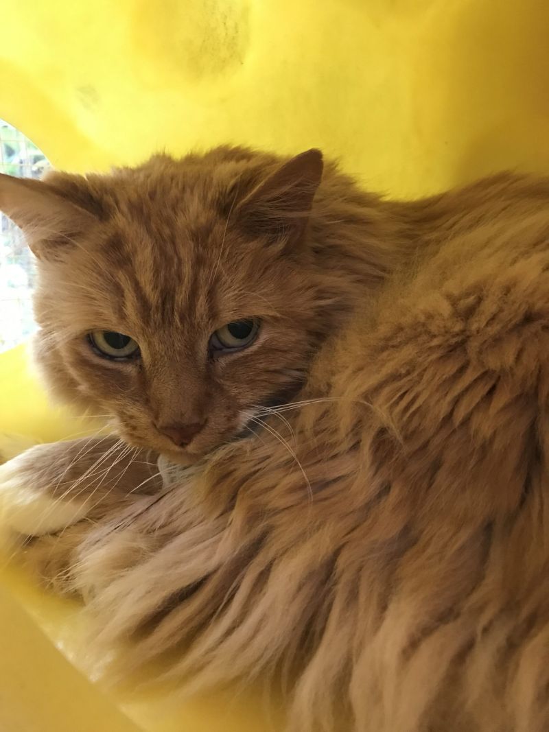 an orange cat laying inside a yellow tube