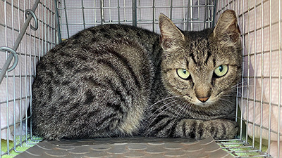 a brown tabby cat in a trap