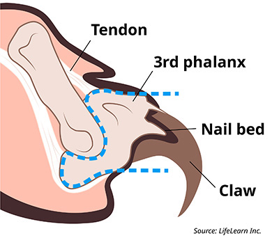 a graphic displaying the anatomy of a cat's toe and claw