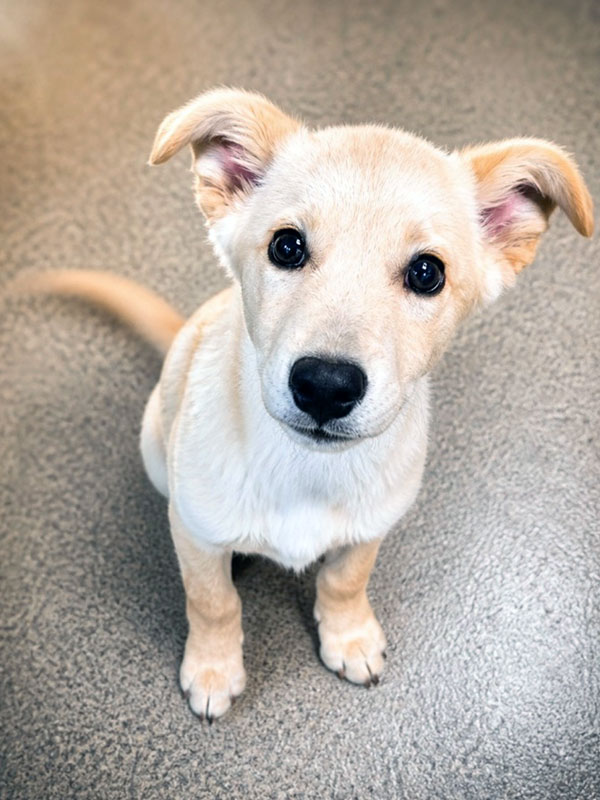 a cute hound-type puppy with light fur looking at the camera