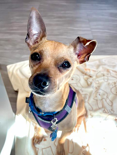 A small dog standing on a blanket