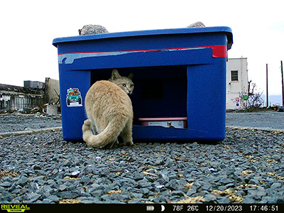 an orange cat at a blue plastic bin turned into a feeding station