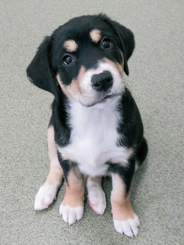 a cute black and white puppy cocking his head