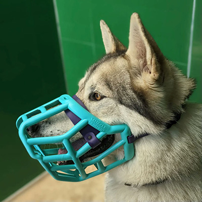 a muzzle on a large dog