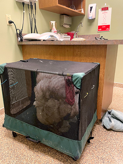 a turkey in a carrier at a vet's office