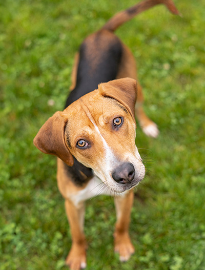 a dog tilting his head at the camera