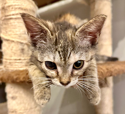 Close up of a kitten laying down on a cat tree.