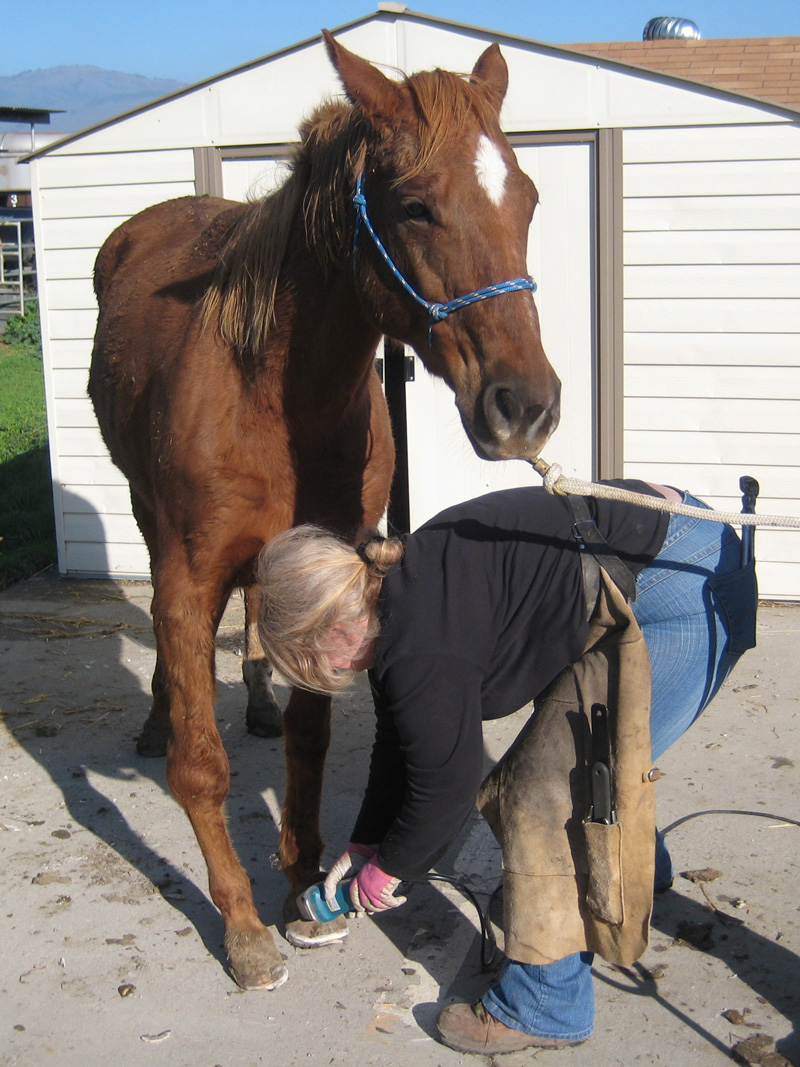 a woman kneels to clean a horse's hoof