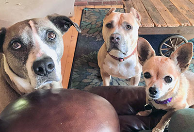 Lindsay Hamrick's three dogs looking at the camera