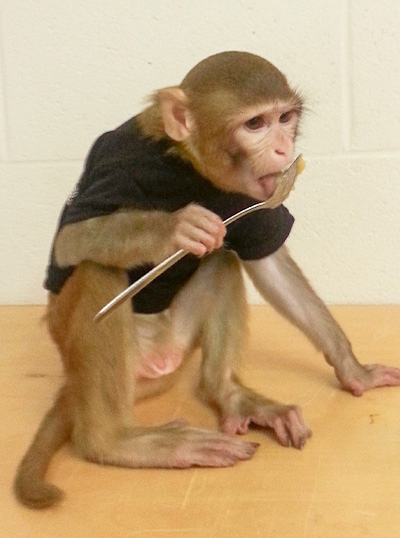 a small monkey licking food from a spoon