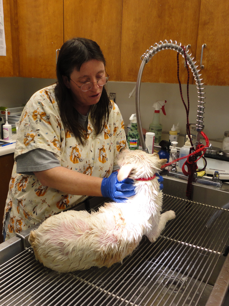 a woman comforts a dog while bathing it