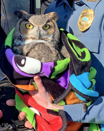 Owl held by an ACO