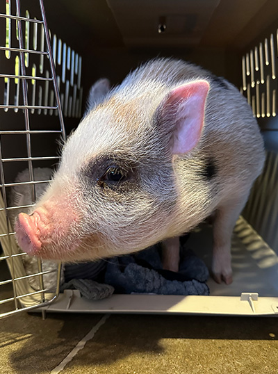 a piglet emerging from a crate