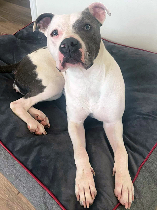 a pit bull type dog lying on a dog bed