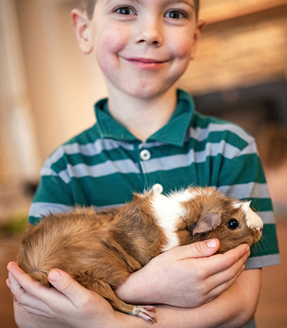 Boy holding his pet guinea pig.