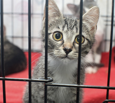 A cat in a cage at a shelter