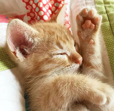 Little tan kitten sleeping with paw up showing toe beans