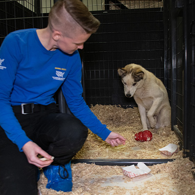 Animal Rescue Team member, Katie DeMent, conducting a behavioral exam with a rescued dog in a kennel.