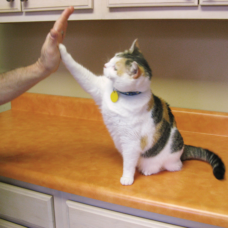 a cat reaching out to give a person a 'high five'