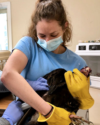 Wildlife rehabber holding a vulture