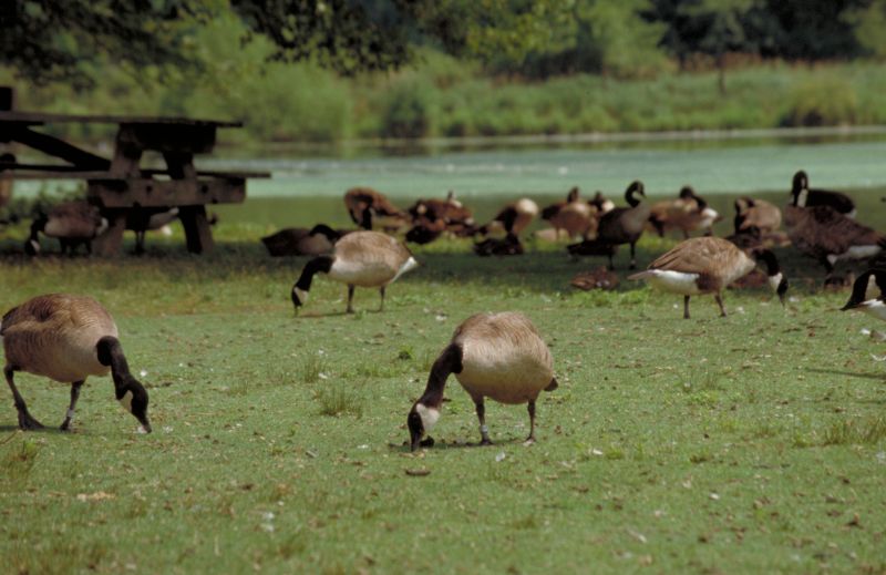 Solving Problems with Canada Geese | HumanePro by The Humane Society of