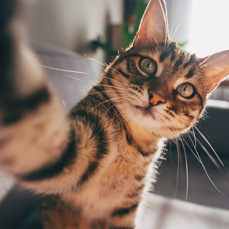 Teaser image for the Guide to Cat Behavior Counseling