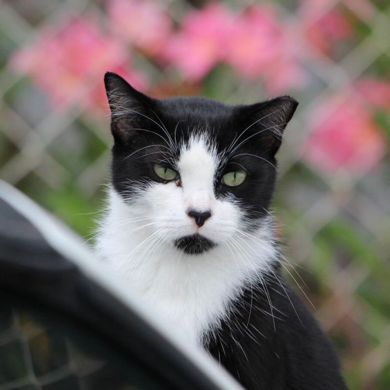 Teaser image for Return-to-Field Handbook