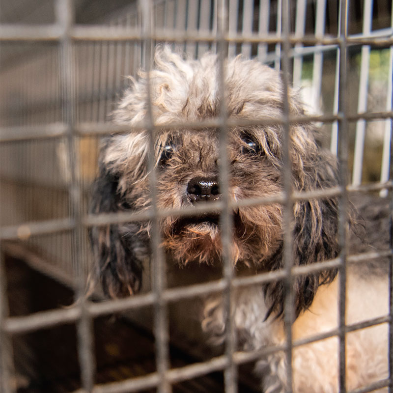 Teaser image for The Cruelty behind the Cuteness
