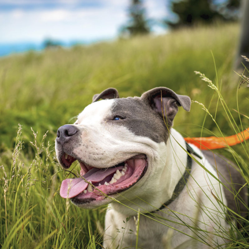 a happy dog in tall grass