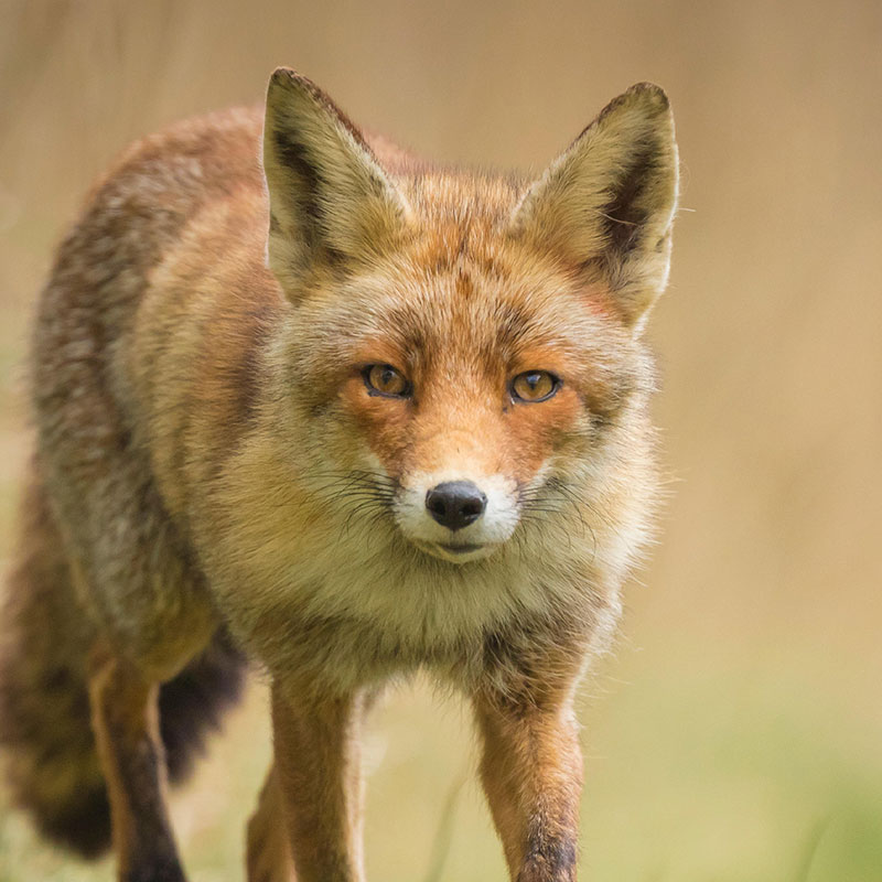 Teaser image for Humane Wildlife Conflict Resolution Guide